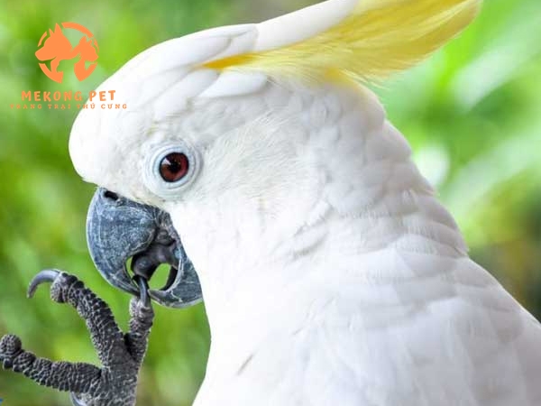 Mua Bán Vẹt Cockatoo Uy Tín Tại TP.HCM